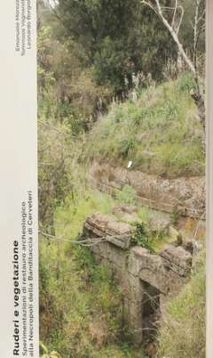 Ruderi e vegetazione