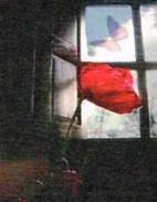 El llanto de las amapolas