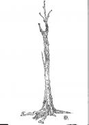 Ai Weiwei : entrela�ar = Intertwine, 1